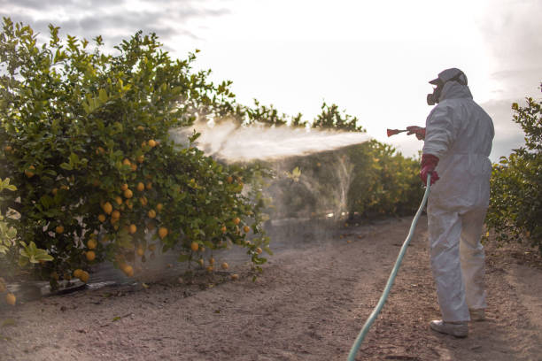 Best Affordable Pest Control Services  in Omao, HI