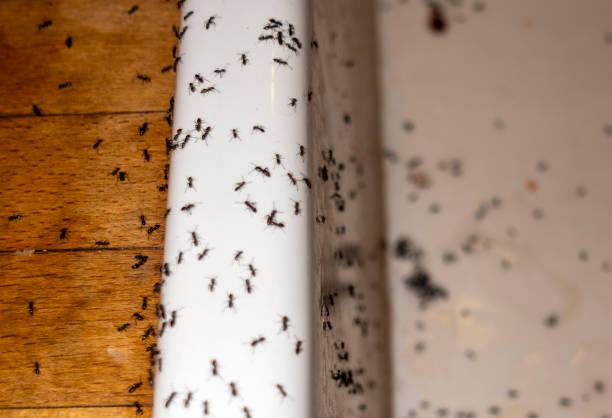 Best Termite Control Services  in Omao, HI