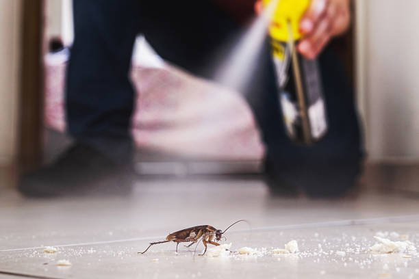 Best Wasp Removal Services  in Omao, HI