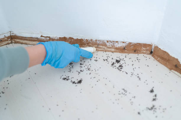 Best Local Pest Control Services  in Omao, HI